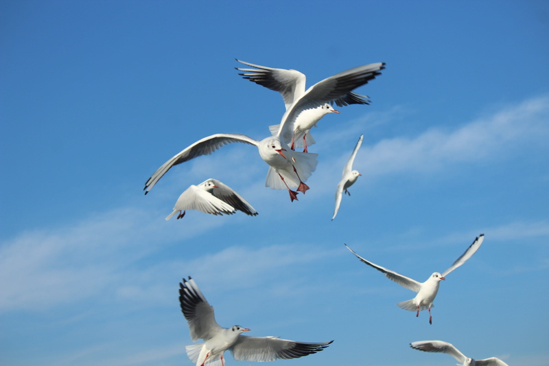 wing, flying, see vogel, 5K, beauty in nature, wings, vertebrate, food, animal wildlife, animals in the wild, blue, mid-air, animal themes, bird, fight