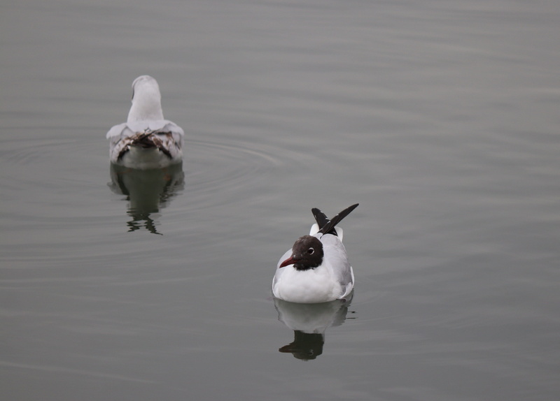 animal, birds, lake, wings, wing, animal wildlife, vertebrate, dom, animals, flying, no people, seagull, marine, see vogel, poultry, bird, water bird, rising