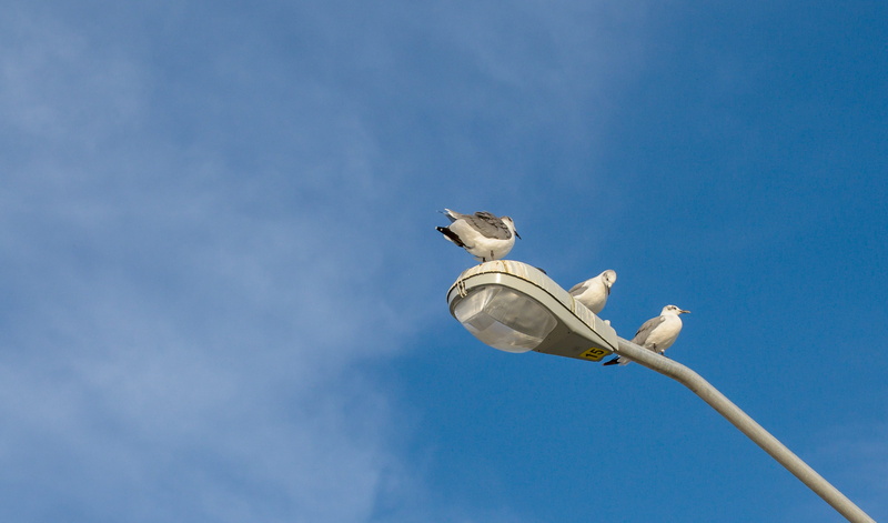 street, animals in the wild, fiesta key rv resort and marina, animal wildlife, layton, sky, holiday, outdoors, idyllic, seagull, bird, street light, copy space