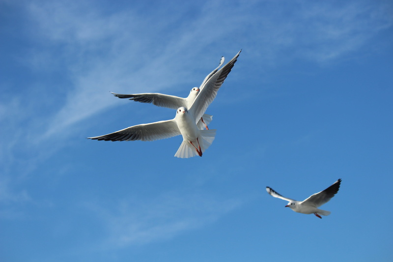 cloud, nature, outdoors, motion, spread wings, sky, vertebrate, no people, wing, birds, low angle view, flying, gulls, spring, see vogel, flight, animals in the wild