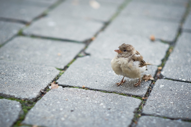 paving stone, moody, cute, vertebrate, kunsthauscafe, stone, 4K, bird, animal, mood, sparrow, color, nature, sidewalk, street, graz, selective focus, high angle view