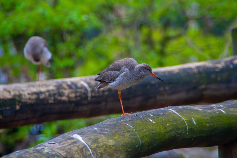 no people, branch, animals in the wild, animal themes, 4K, hdr, outdoors, day, animal wildlife, wild, nature, face it, bird, vertebrate, vogel, wildanimal