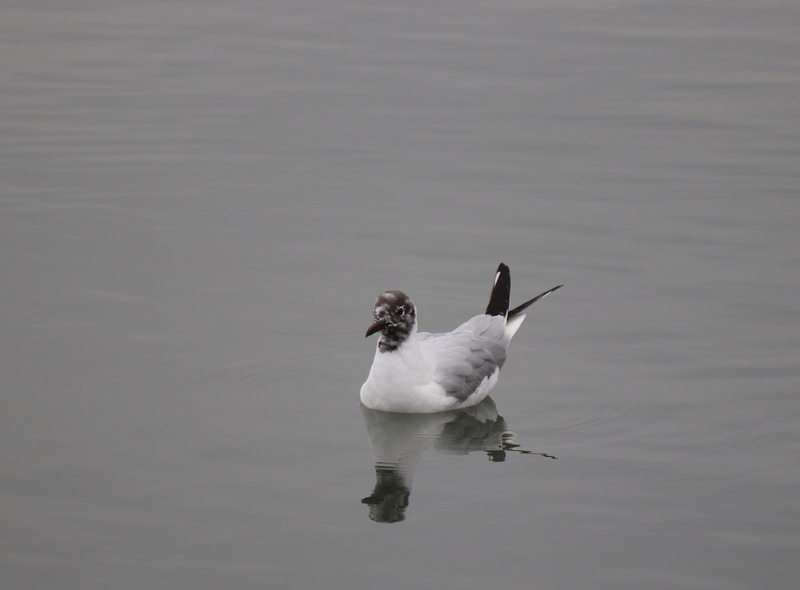 animal wildlife, 4K, wing, reflection, animal themes, rising, see vogel, water bird, wings, flight, marine, swimming, water, animals in the wild, cygnet