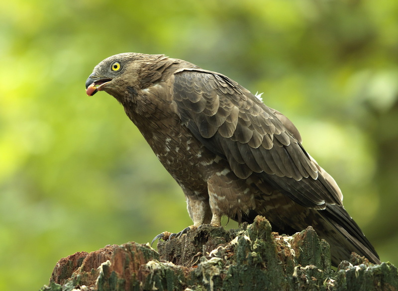 animal themes, close-up, no people, vogel, plant, side view, wildlife, wespendief, looking, profile view, eagle, full length, tree, vertebrate, day, one animal