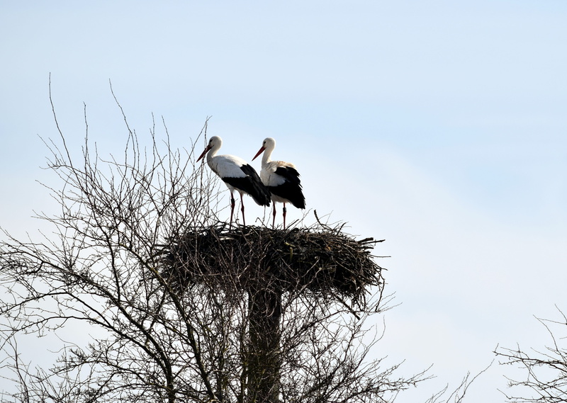 stork, plant, vertebrate, animal wildlife, group of animals, perching, two animals, day, storks, outdoors, low angle view, bird, animals in the wild, 4K