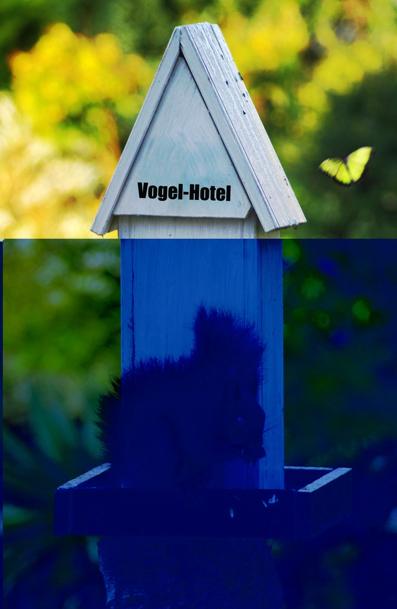 animal themes, birdhouse, blue, architecture, letter, correspondence, no people, western script, tree, squirrel, nature, wood - material, vogel, mail, animal