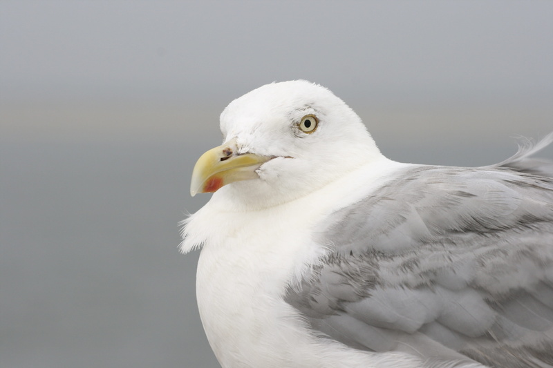 feather, animal, animals in the wild, white color, eagle, bald eagle, Federn, close-up, Kopf, bird of prey, no people, profile view, beak, Möwe, animal eye