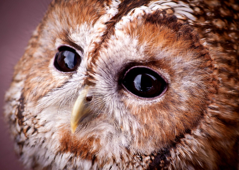1080P, Strix aluco, gray owl, Tawny owl, look, portrait, muzzle, sovushka, owl