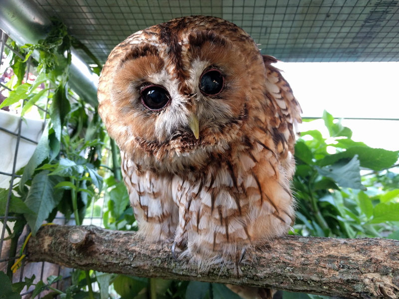 outdoors, no people, owls, looking at camera, mammal, animals in captivity, animals in the wild, 4K, bird of prey, tree, bird, beak, vertebrate, nature