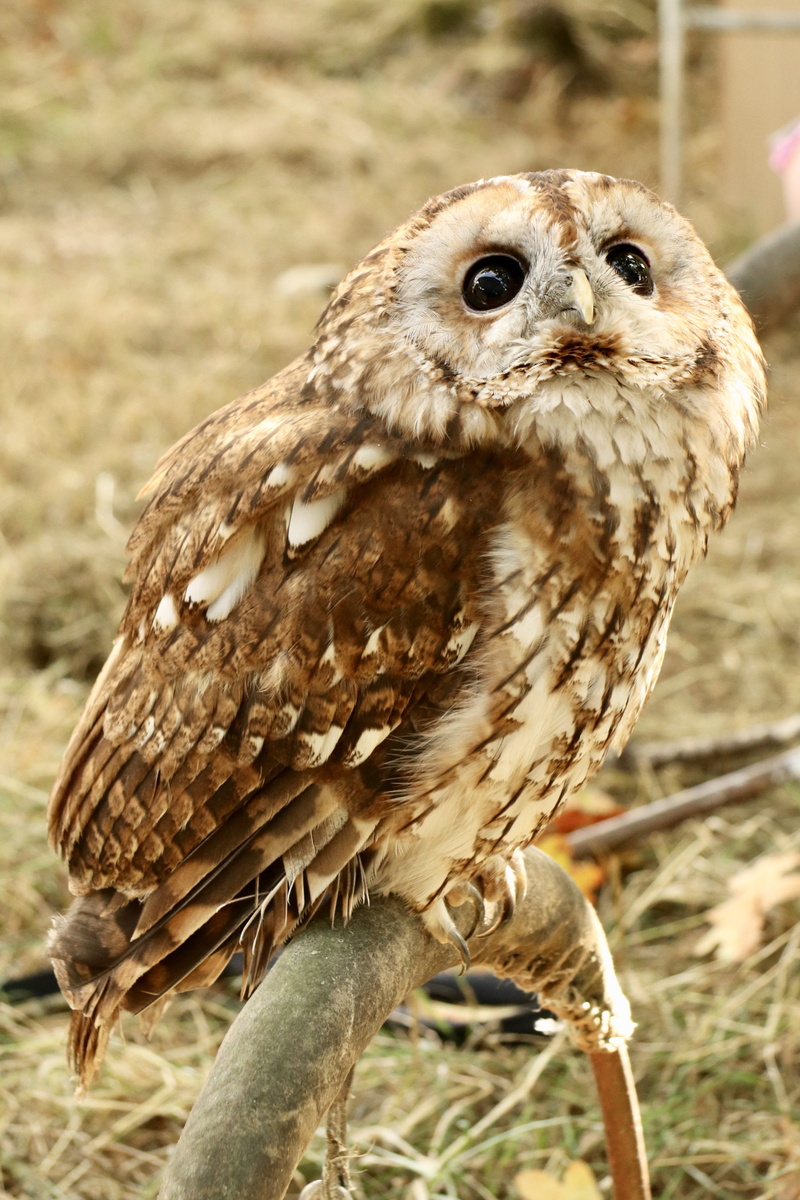animal themes, one animal, nature, animal wildlife, land, portrait, close-up, bird, nocturnal bird, outdoors, looking at camera, 4K, owl, animals in the wild