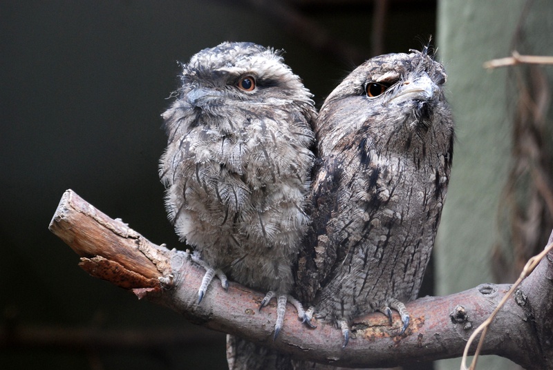 pair, outdoors, frogmouth, animal, close-up, animal themes, bird of prey, owl, owl-like, day, perching, australia, two animals, branch, bird, animals in the wild