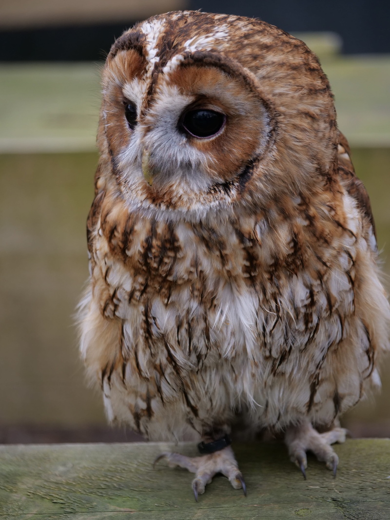 eagle, animal, nature, day, beak, outdoors, wildlife, bird of prey, animals in the wild, feather, focus on foreground, raptor, close-up, vertebrate, tawny owl