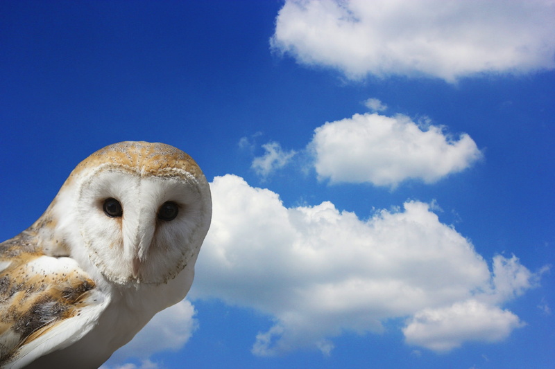 looking, sky, raptor, bird of prey, looking at camera, white color, nocturnal, eagle owl, bird, barn owl, 1080P, bill, animal, portrait, animal themes