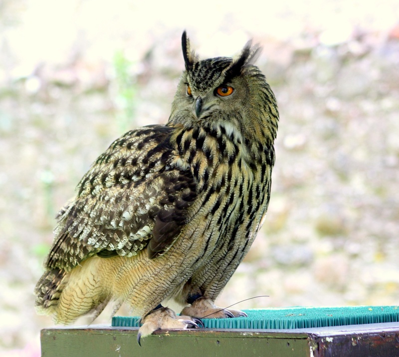 2K, wooden, hoot, full length, captive, ornithology, perching, close-up, tree, one animal, nature, perched, wild, eye, talon, animal wildlife, green color