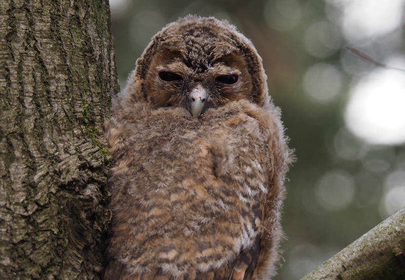animals in the wild, owl, nature, outdoors, wisdom, no people, animal, animals, day, focus on foreground, branch, bird, close-up, beak, plant, animal wildlife