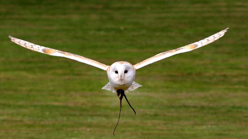 no people, animal themes, nature, white, one animal, brown, animal wildlife, mid-air, animal wing, 2K, close, focus on foreground, air vehicle, flying