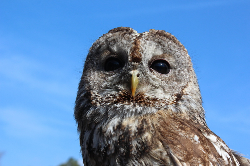 falcon - bird, looking at camera, portrait, nature, day, animal themes, animal head, 5K, animal, nocturnal, tawny owl, vertebrate, feather, bird of Prey