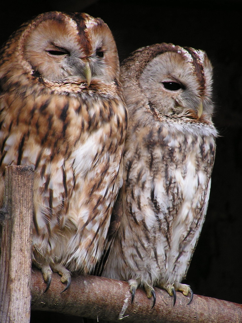 owls, focus on foreground, tawny owls, wood - material, perched, group of animals, bird of prey, no people, vertebrate, 1080P, day, birds, animal, bird