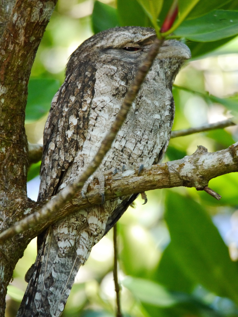 4K, animal themes, owl, animals in the wild, woodpecker, fnq, trunk, outdoors, nature, far north queensland, tree, growth, plant, tranquility, wren, tawny frogmouth