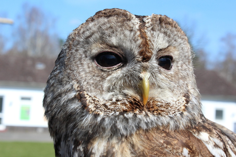 close-up, vertebrate, bird of prey, eyes, owl, animal wildlife, beak, animal, animal head, portrait, focus on foreground, looking at camera, animal body part