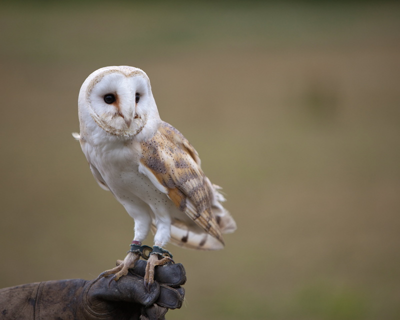 animals Hunting, II, bird, owl, Barn Owl, white, photography, daytime, 4K, brown, wildlife, beak, selected, carnivore, animals In The Wild, nature, tawny  owl