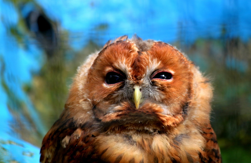 beak, looking at camera, 2K, one animal, cute, animal eye, eagle, no people, owl, animal world, day, gray, close-up, head, tired, bill, animals in the wild