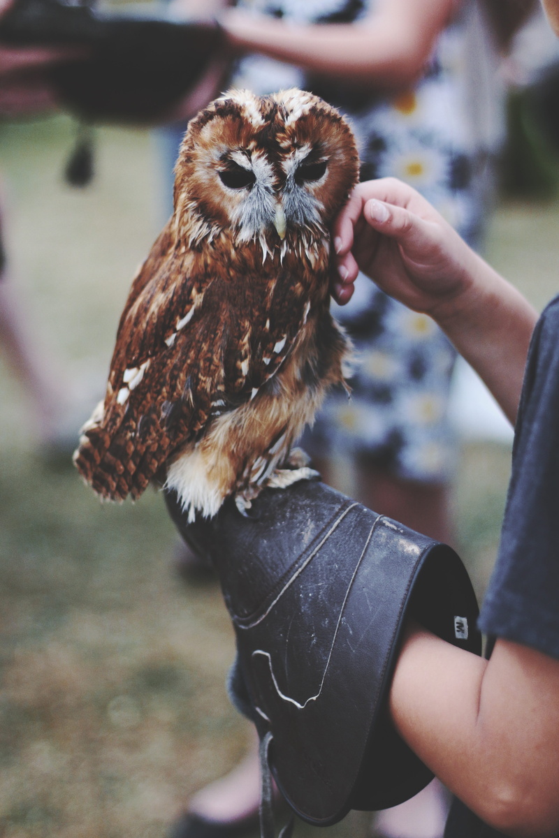 feathers, body part, hunting, animals in the wild, 5K, nature, finger, raptor, brown, falconry, one person, wildlife, adorable, domestic, animal, hand