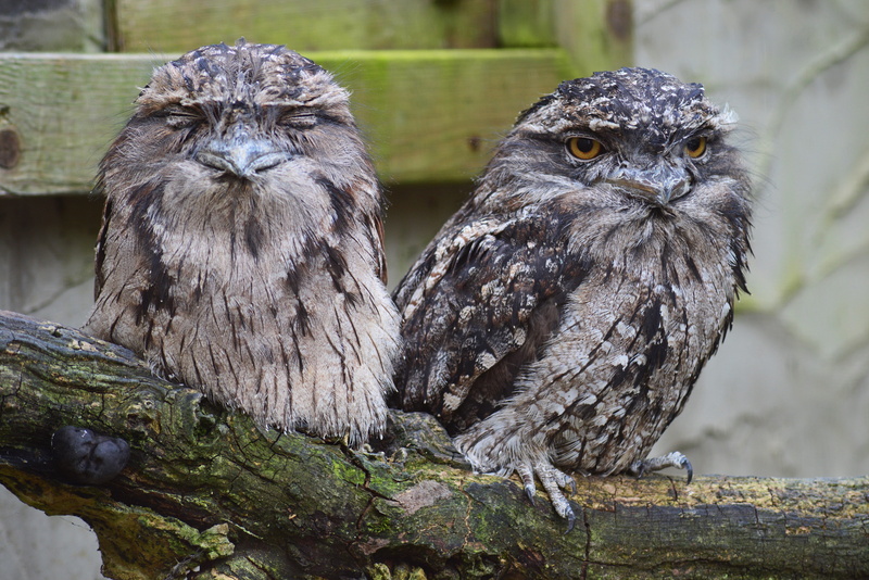 animal themes, wild, two animals, bird of prey, day, branch, predator, animal eye, animals in the wild, vertebrate, birds, group of animals, looking at camera