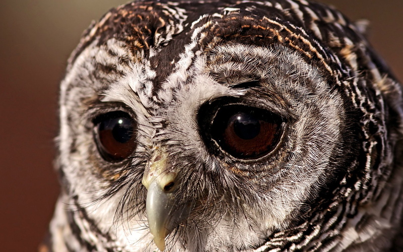 eyes, bird, owl, 1080P, tawny, sad, sovushka
