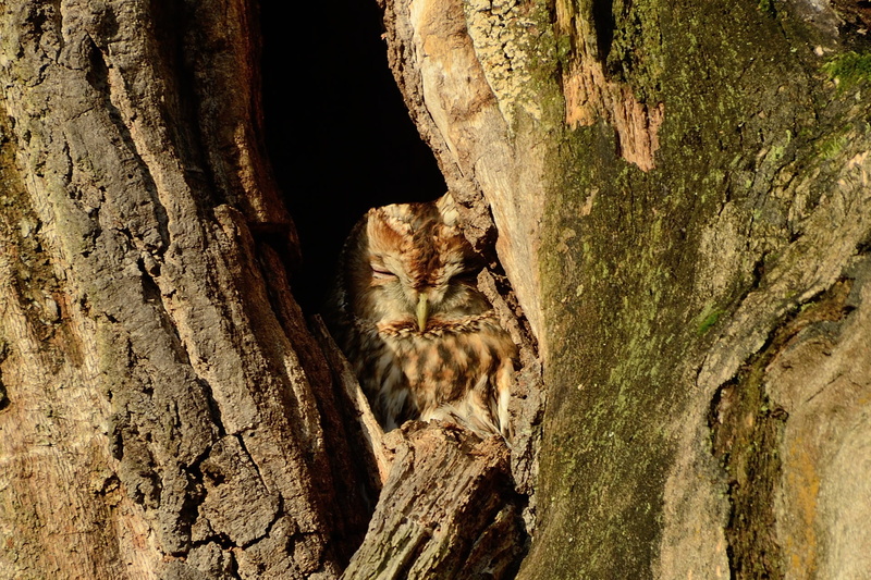animals in the wild, no people, 1080P, tree cave, outdoors, hole, cat, one animal, bird, animal, insect, day, big cat, mammal, nature, tawny owl, owl