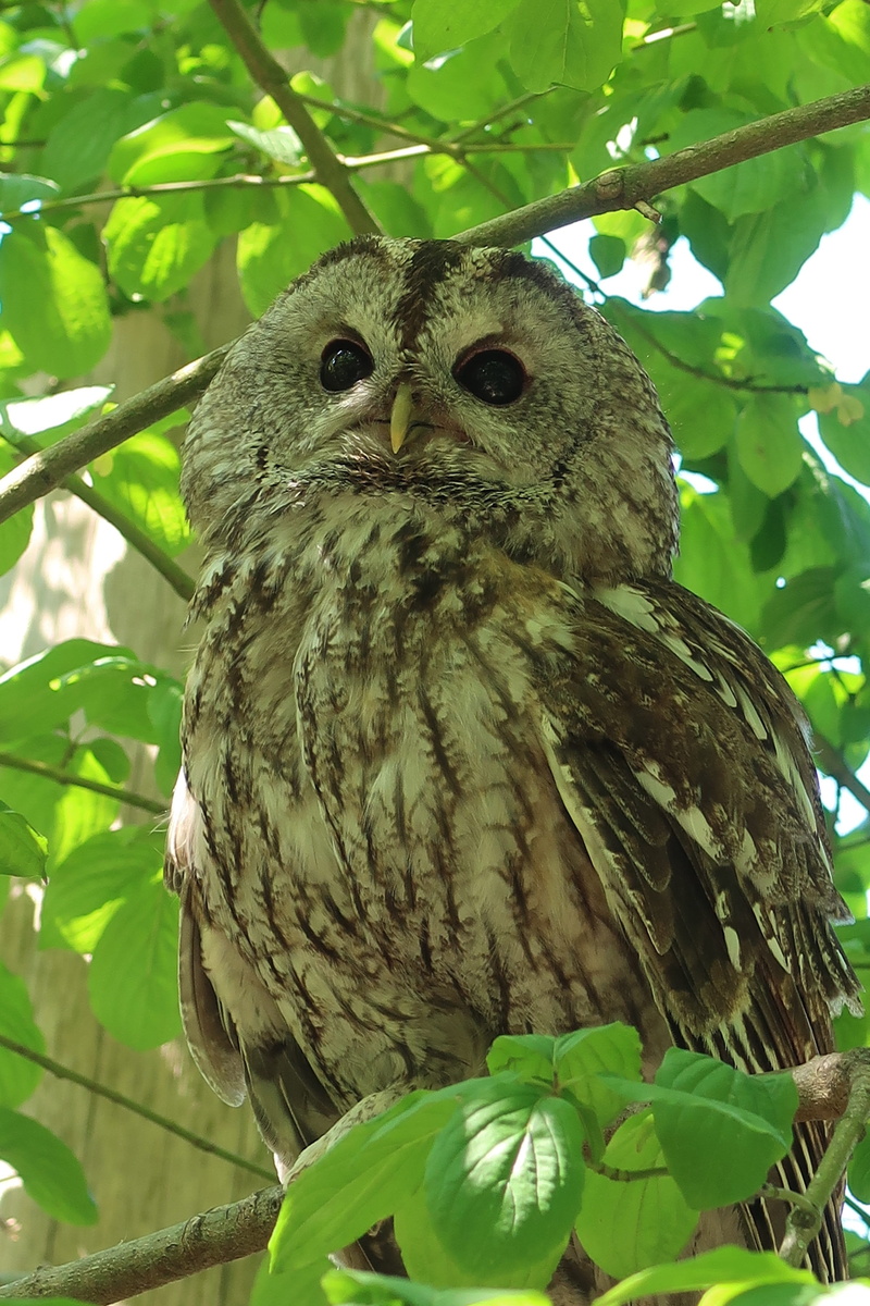 day, perching, leaf, owl, plant, wisdom, one animal, animal wildlife, no people, close-up, branch, tawny, beak, animal, low angle view, bird of prey, vertebrate