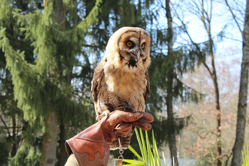 holding, dog, finger, beak, 4K, pets, small, animal, domestic, tawny owl, body part, wildlife, nature, bird of Prey, domestic animals, focus on foreground