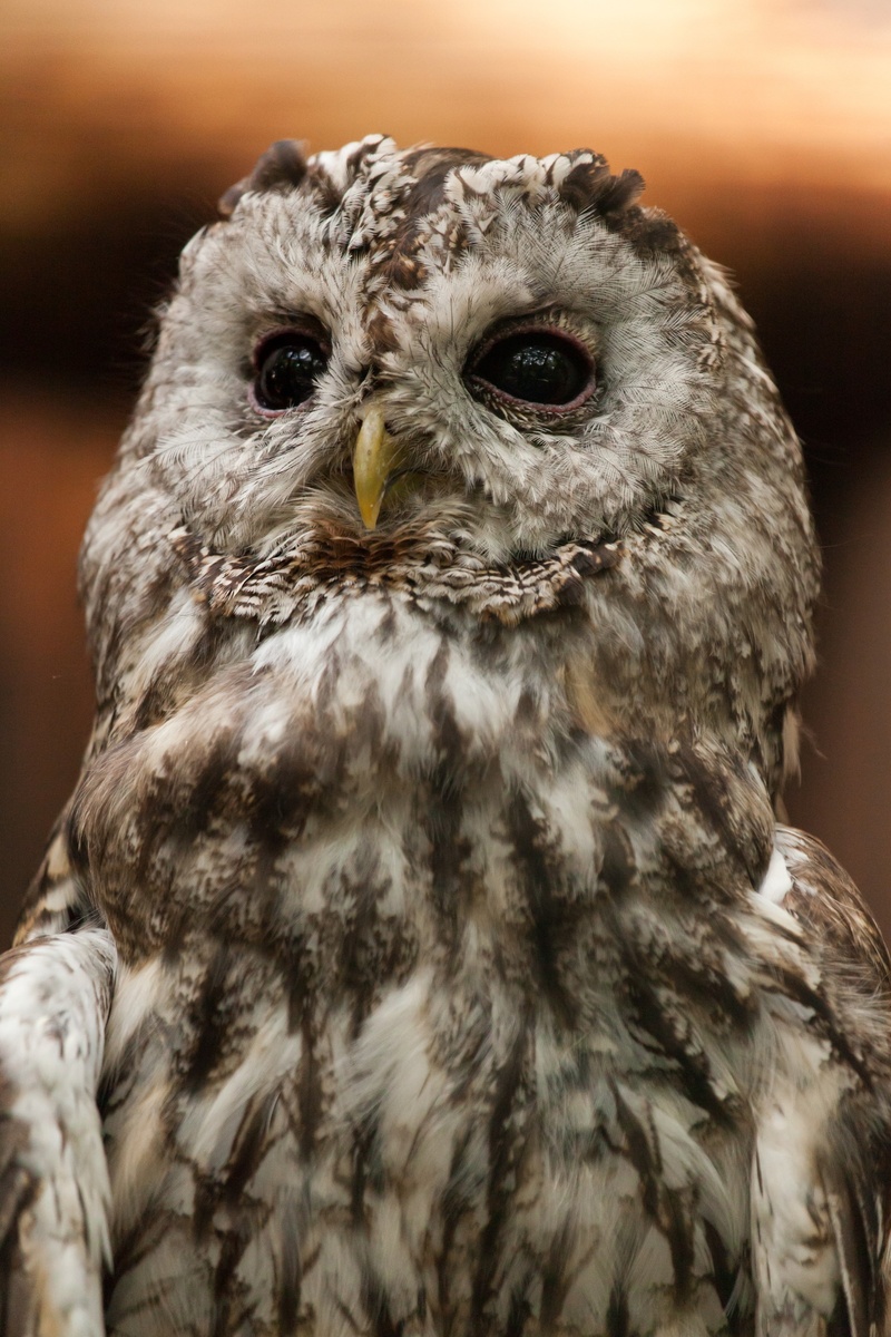 prey, animal, eyes, owl, nature, strix aluco, animal wildlife, animal body part, animal eye, photography, animals in the wild, tawny owl, portrait, eagle