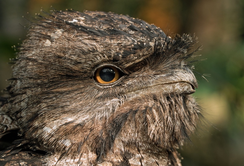 eye, human Face, frogmouth, animals Hunting, animal Eye, australian wildlife, one Animal, bird of Prey, nightjar, close-up, staring, nature, animal Head
