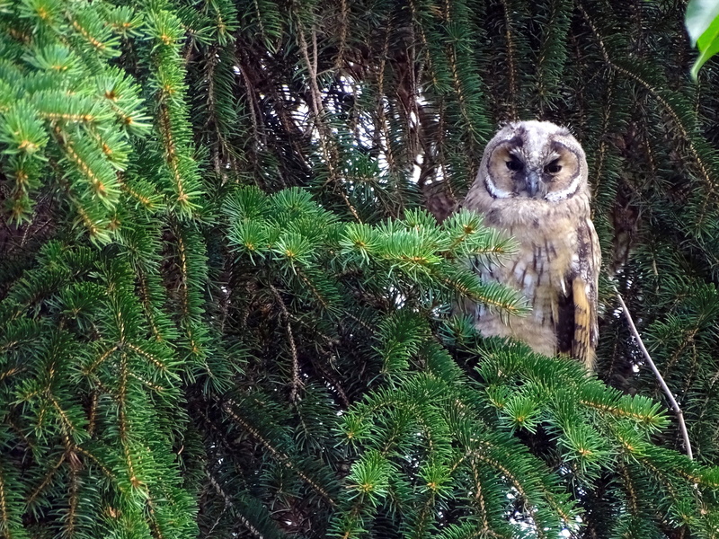 daytime, vertebrate, domestic animals, mammal, brown, bird portrait, day, green color, portrait, looking at camera, nature, animal themes, land, owl, wildlife photography