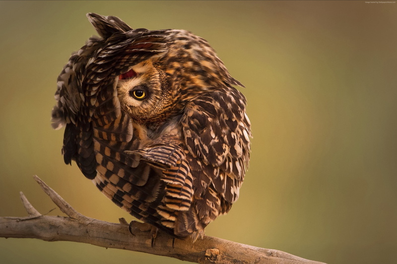 Funny, tree, portrait, animal, animals in the wild, bird, looking at camera, Owl, nature, bird of prey, falcon - bird, 2K, animal themes, animal wildlife