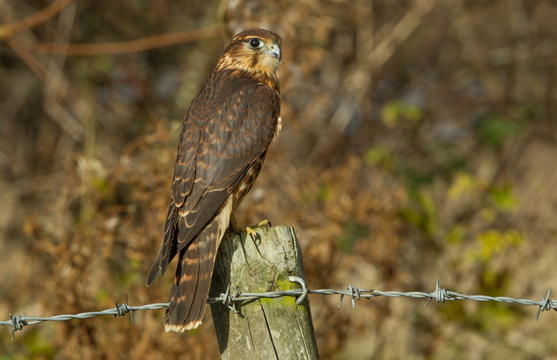 Bird, profile, feathered, eyes, wooden column, falcon, 1080P, wire, brown