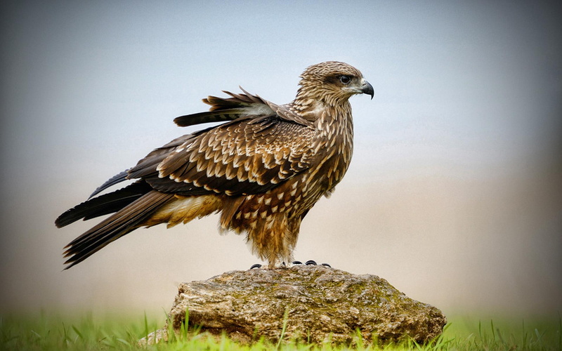 birds, stone, brown, black, hawk, falcon, animals, 1080P