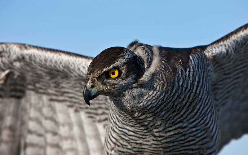 focus on foreground, close-up, animal, falconry, tail, animal themes, bird, looking, feather, 1080P, day, falcon, falcon - Bird, striped, bird of Prey