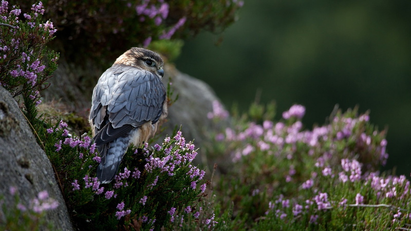 brown, grey, Stones, 1080P, Grass, Flowers, Predator, bird, Falcon