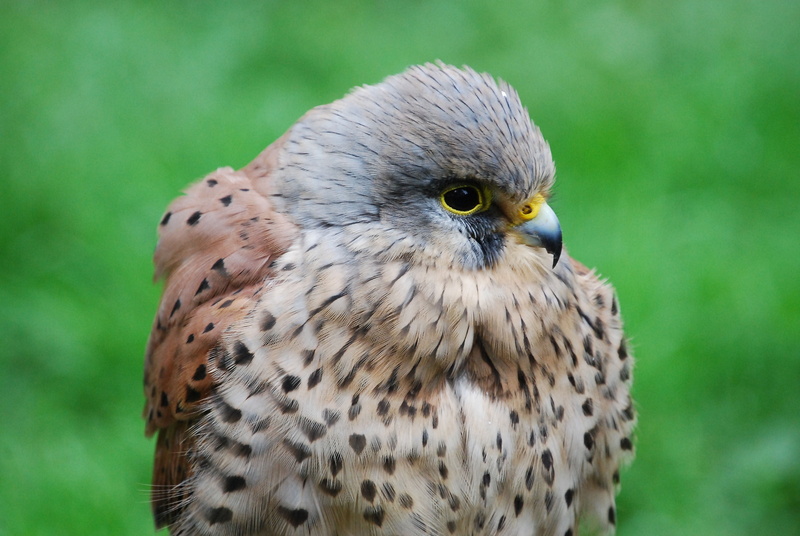 outdoors, portrait, falcon - Bird, animal themes, eagle - Bird, falcon, wildlife, beauty In Nature, hawk - Bird, hawk, bird of Prey, animal, vertebrate