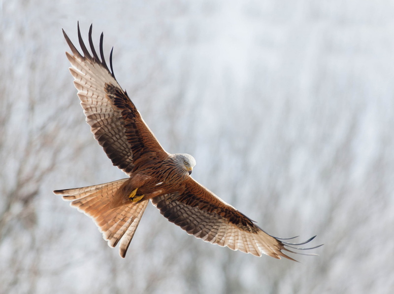 mid-air, eagle, bird of prey, flight, bird, motion, focus on foreground, one animal, no people, spread wings, animal, eagle - bird, flying, animal wing