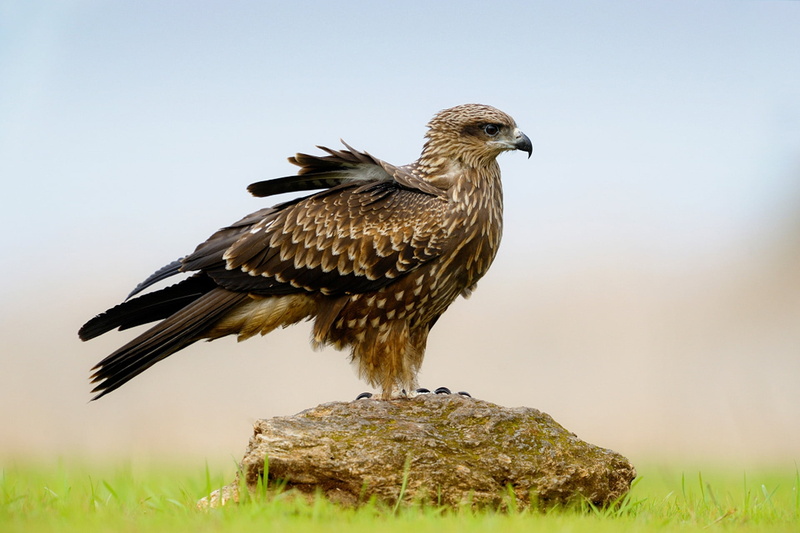 hawk - Bird, beauty In Nature, sky, falconry, day, animals In The Wild, plant, no people, animal wildlife, grass, full length, black, stone, brown, vertebrate