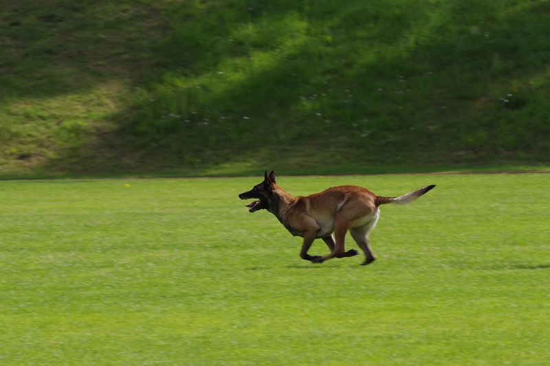 animal wildlife, running, standing, domestic, herbivorous, competition, dog, green color, animals in the wild, plant, belgian shepherd malinois, nature