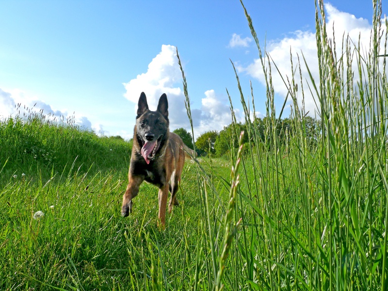 great, sprint, domestic animals, dog, nature, sky, pet, field, play, dog racing, plant, female, run, animal, growth, animal themes, endurance, day, no people
