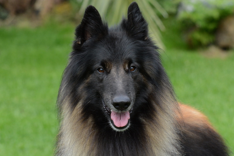 animal, vertebrate, no people, purebred dog, tervueren, mane, belgian, shepherd, pets, domestic animals, canine, hairstyle, hair, 5K, close-up, animal body part