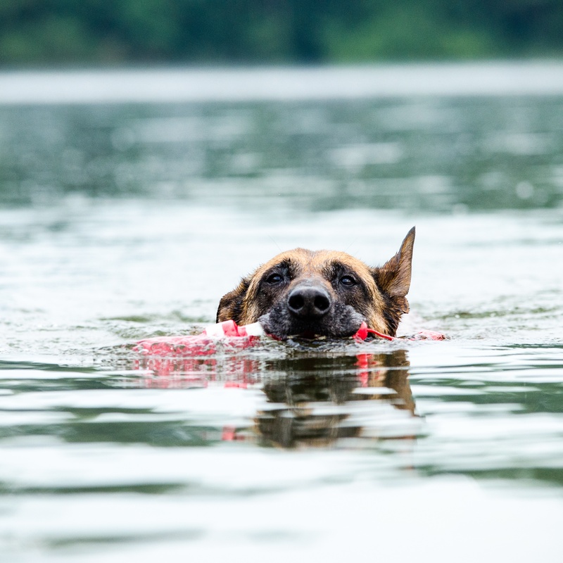 2K, one animal, german, attention, pride, belgian shepherd dog, lake, wet, animal themes, toys, animal, waterfront, nature, shepherd, domestic animals