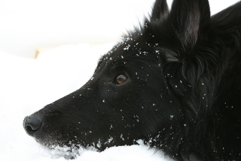 snowing, groenendael, profile view, close-up, the eye, soft, snow, happy, black color, domestic animals, animal themes, mammal, happiness, the dream of