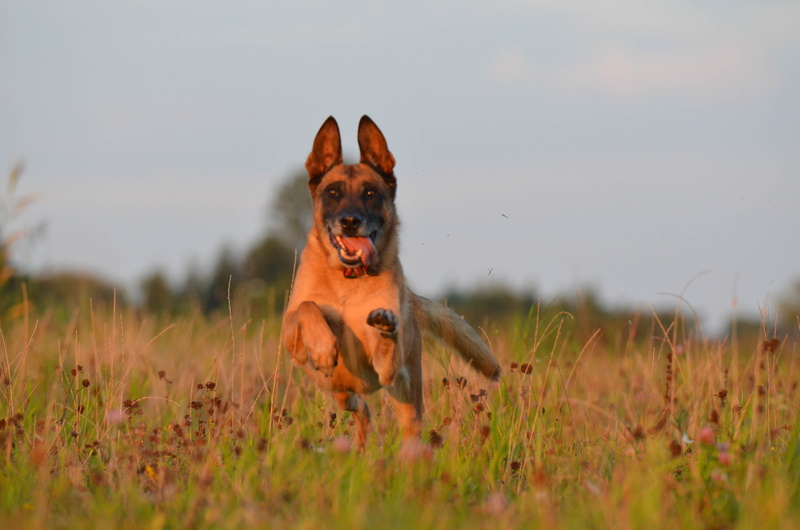 grass, nature, field, domestic, german shepherd, no people, plant, one animal, dog, male, front view, motion, portrait, pets, belgian shepherd dog, old dog