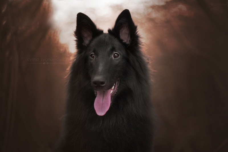 Animal, Belgian Shepherd, Groenendael, 1080P